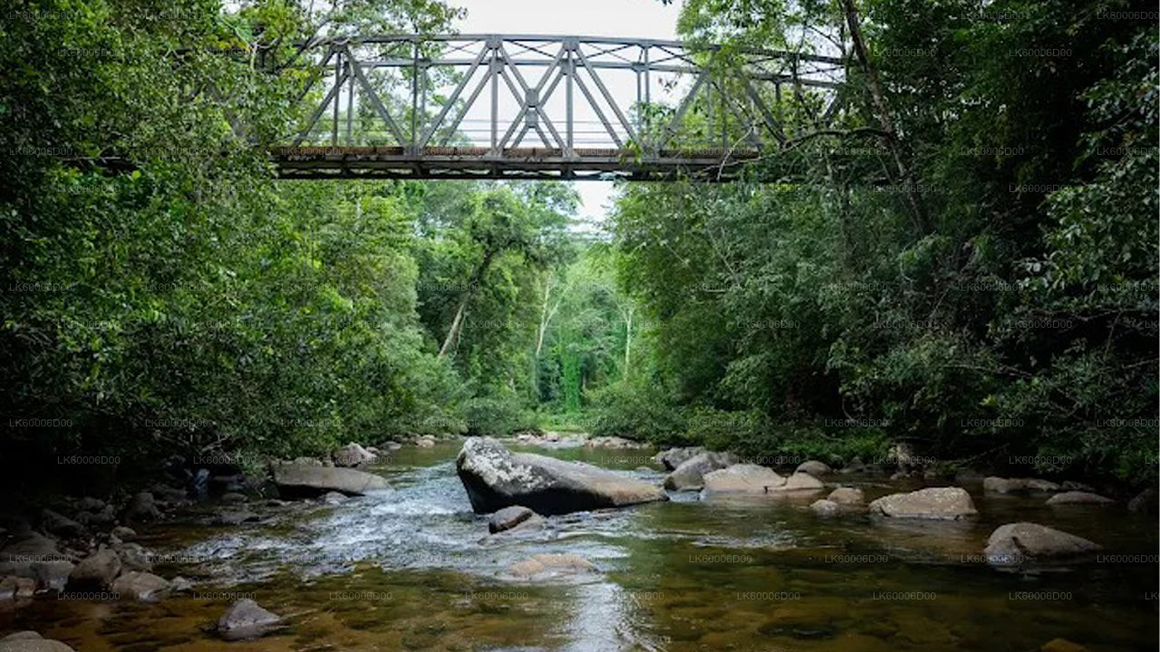 Экскурсия по тропическому лесу Синхараджа из Косгоды