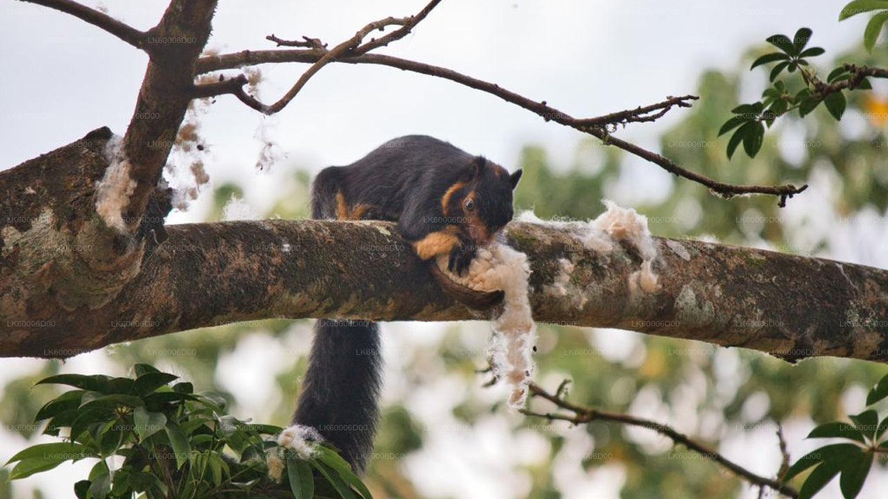 Приключенческий тур по тропическому лесу Синхараджа