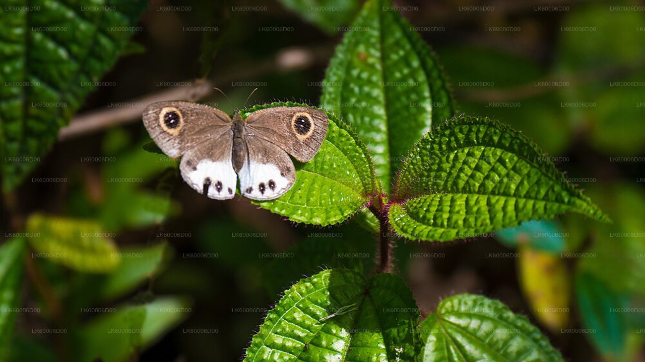 Приключенческий тур по тропическому лесу Синхараджа