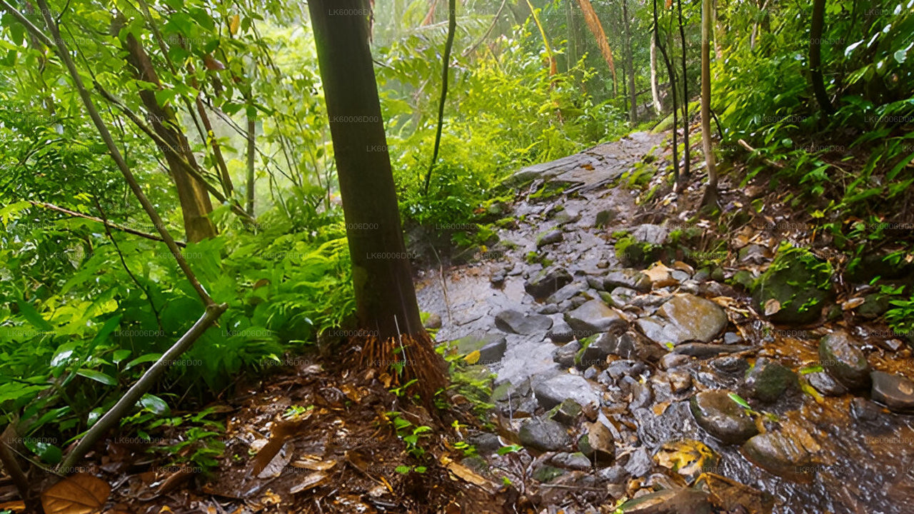 Экскурсия по тропическому лесу Синхараджа из Косгоды