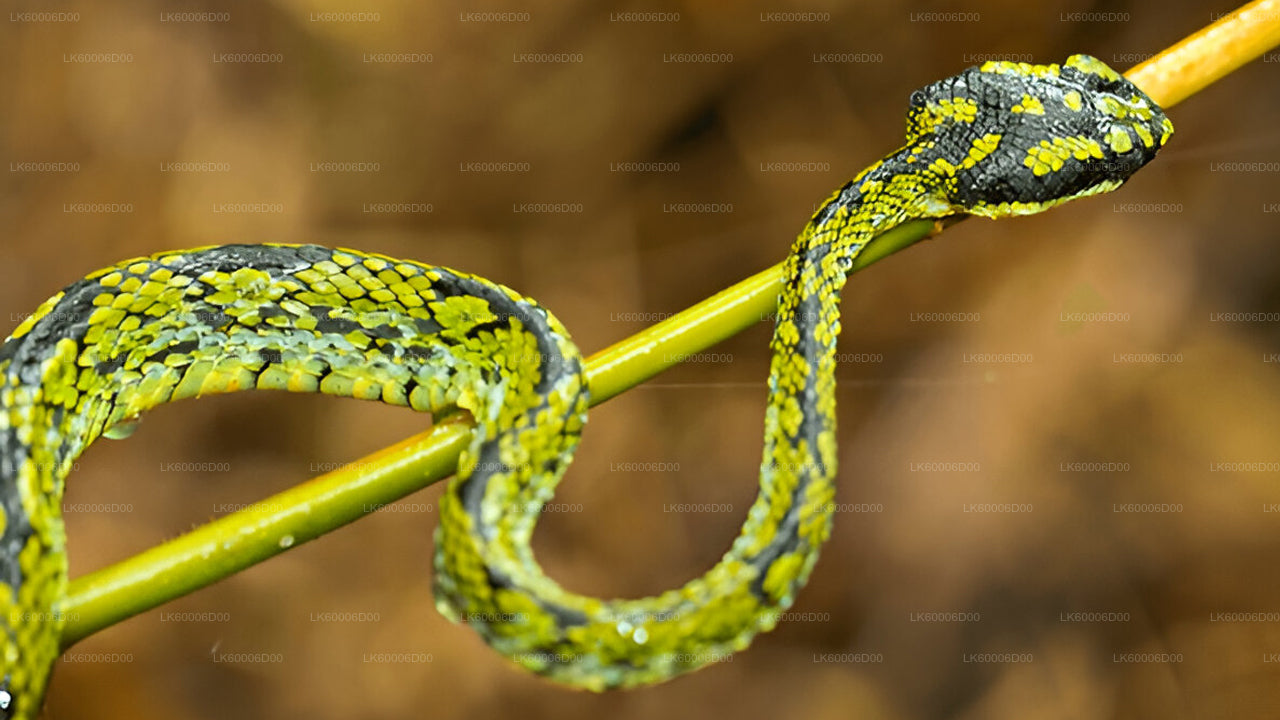Приключенческий тур по тропическому лесу Синхараджа