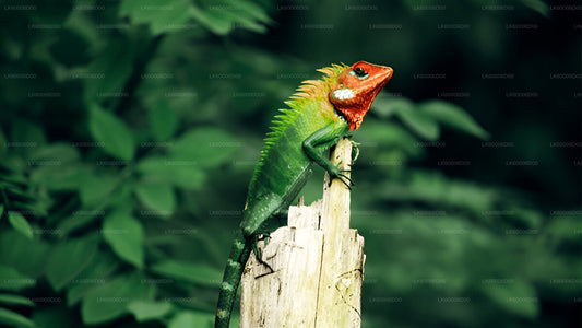A colorful lizard perched on a wooden post with greenery in the background