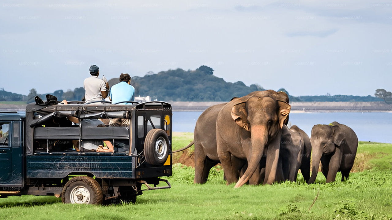 Yala National Park Safari from Kosgoda