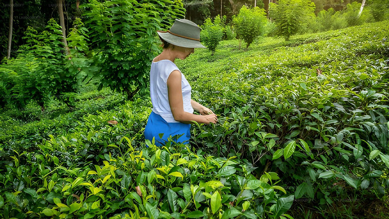 Private Transfer to Nuwara Eliya from Colombo with Scenic Stops