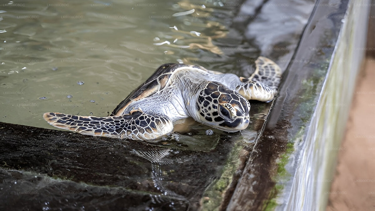 Bentota City tour and Galle from Kosgoda