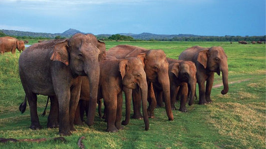Сафари в национальном парке Удавалаве из Мирисы