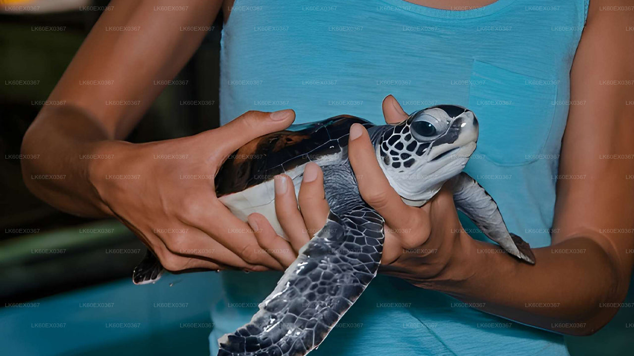 Baby Turtle Release from Induruwa