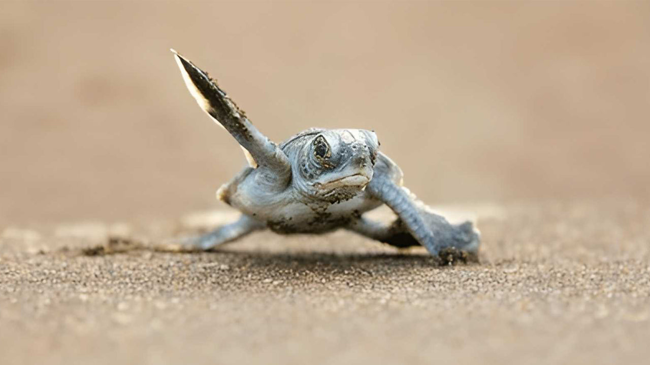 Достопримечательности южного побережья и речное сафари из Ахунгаллы.