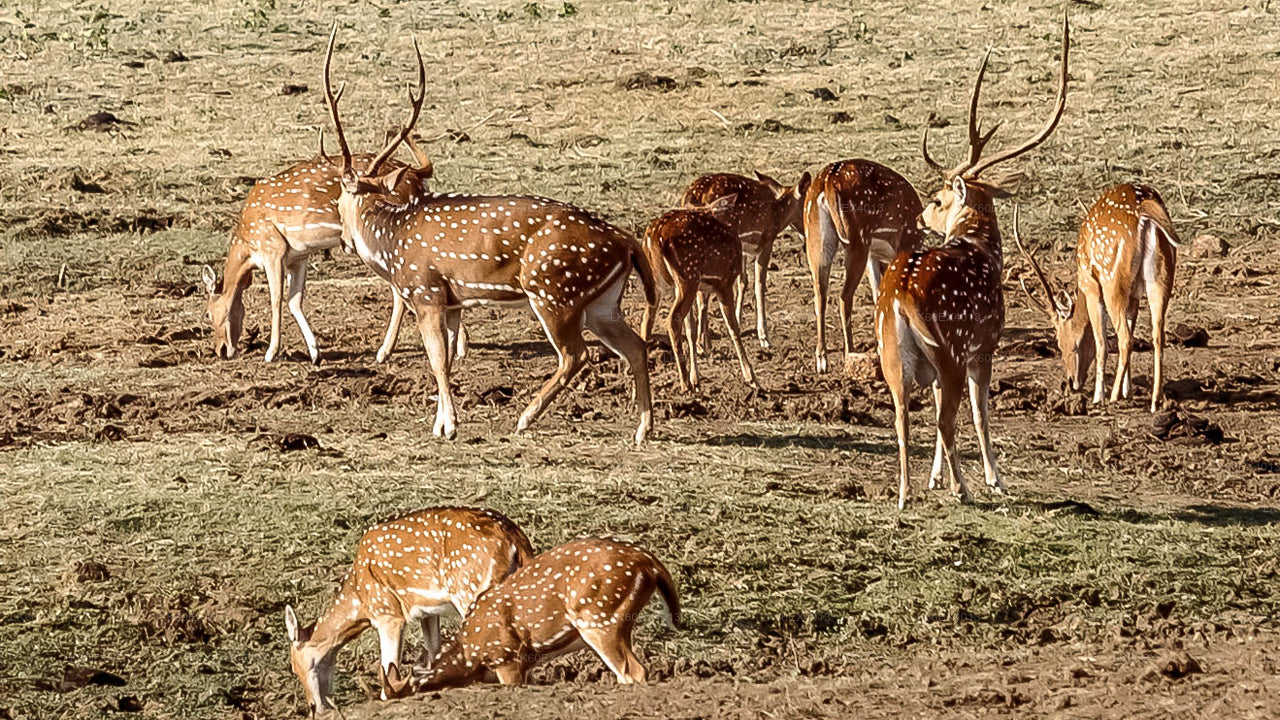 Сафари в национальном парке Удавалаве из Мирисы