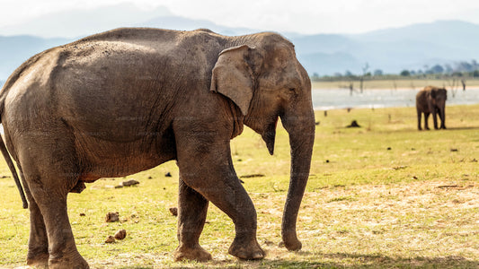 Сафари в национальном парке Удавалаве из Мирисы