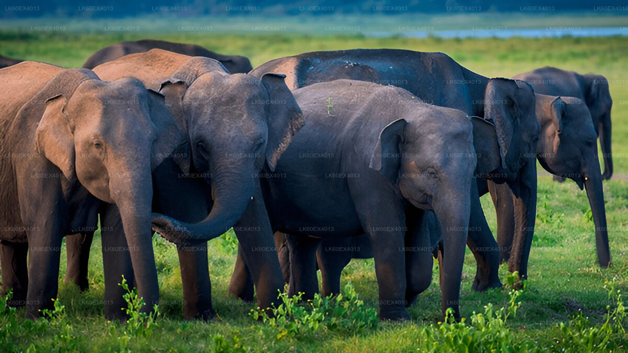 Сафари в национальном парке Удавалаве из Мирисы
