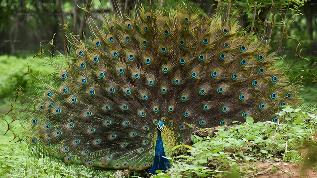 Сафари в национальном парке Удавалаве из Мирисы