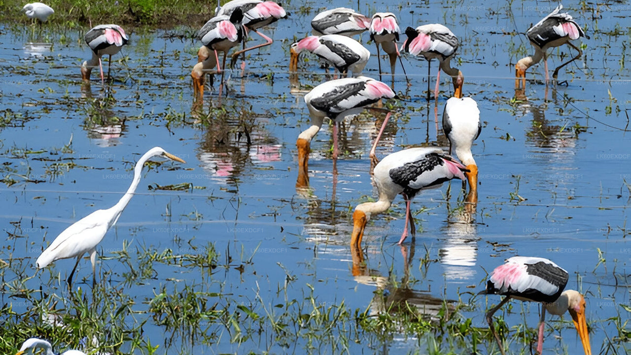 Частный тур из Эллы в Мириссу с сафари в Удавалаве