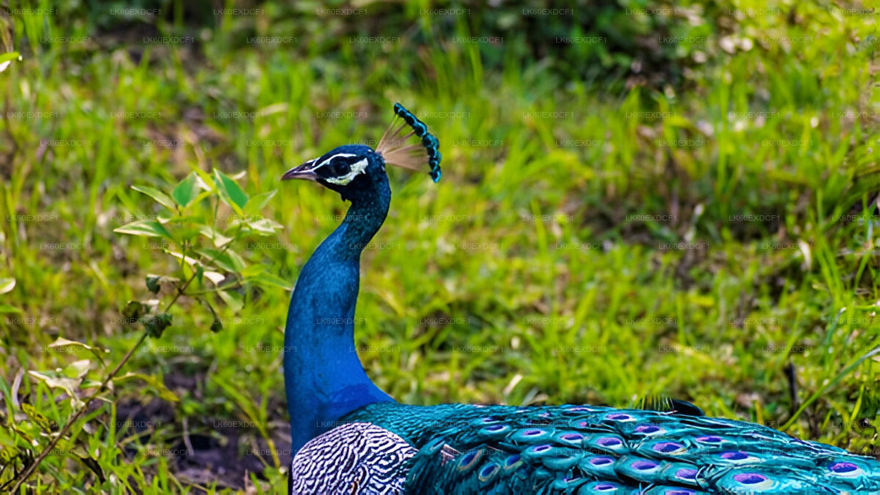 Частный тур из Эллы в Мириссу с сафари в Удавалаве