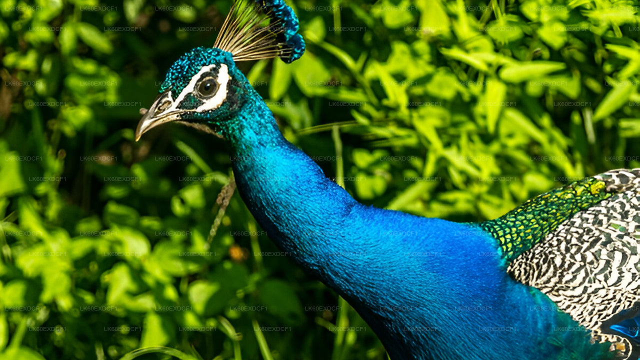 Частный тур из Эллы в Мириссу с сафари в Удавалаве