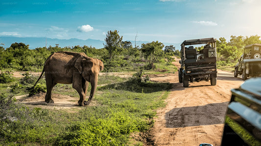Частный тур из Эллы в Мириссу с сафари в Удавалаве
