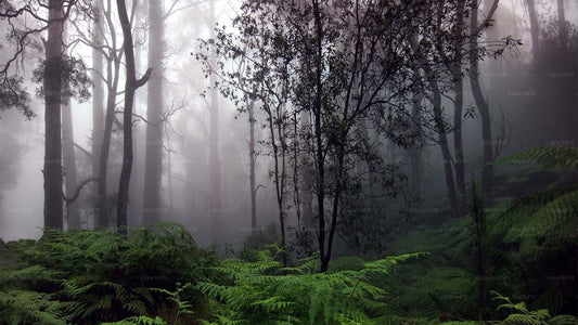 Приключенческий тур по тропическому лесу Синхараджа