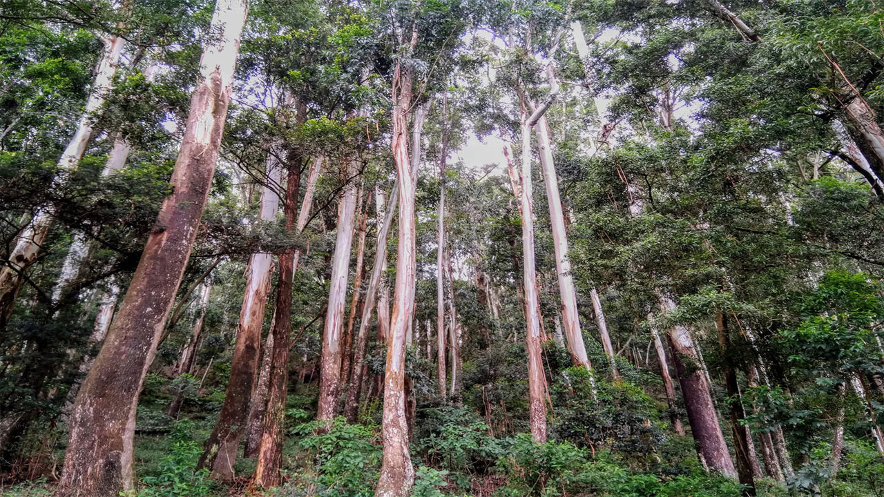 Исследуйте тропический лес Синхараджа (полдня)
