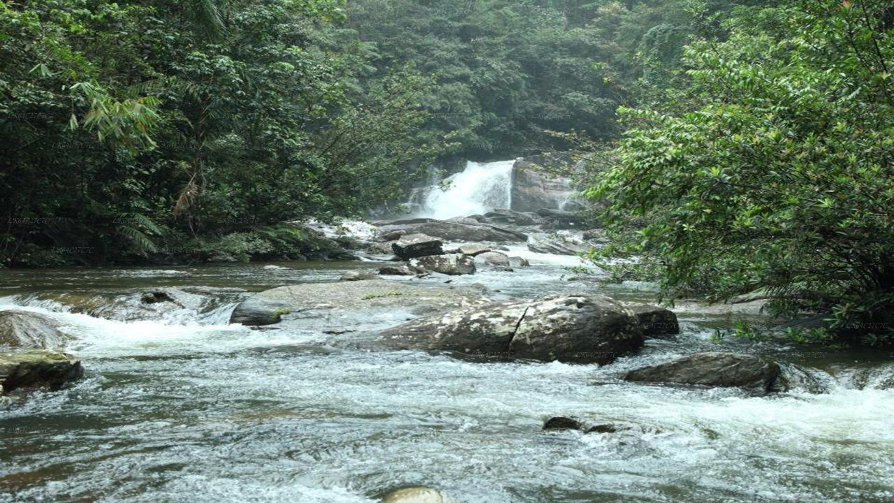 Исследуйте тропический лес Синхараджа (полдня)