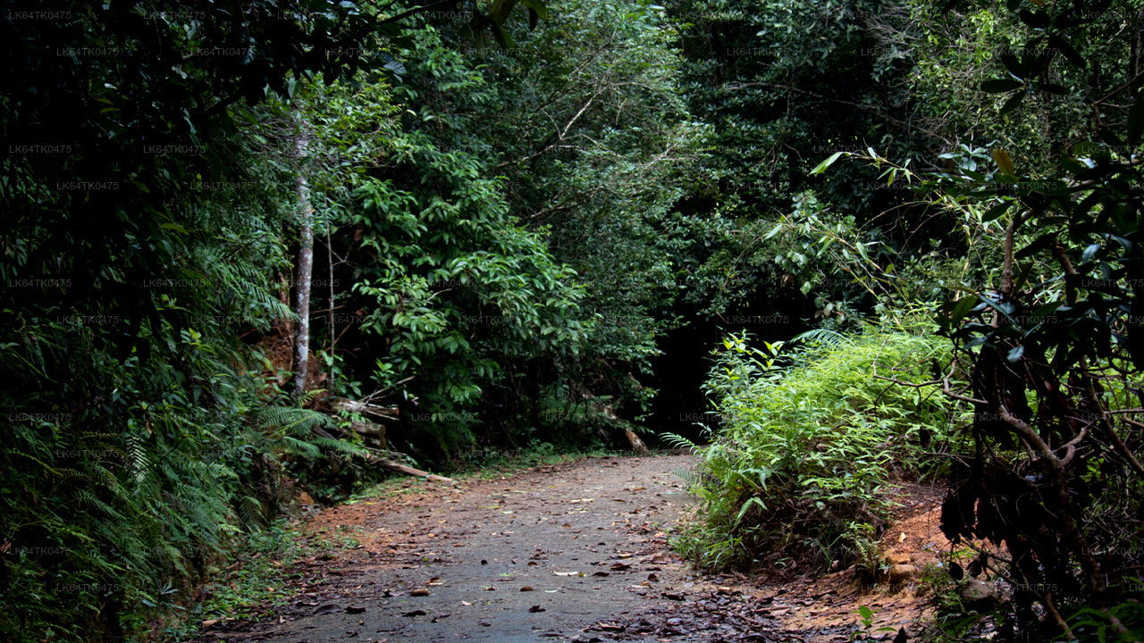 Наблюдение за птицами в тропическом лесу Синхараджа