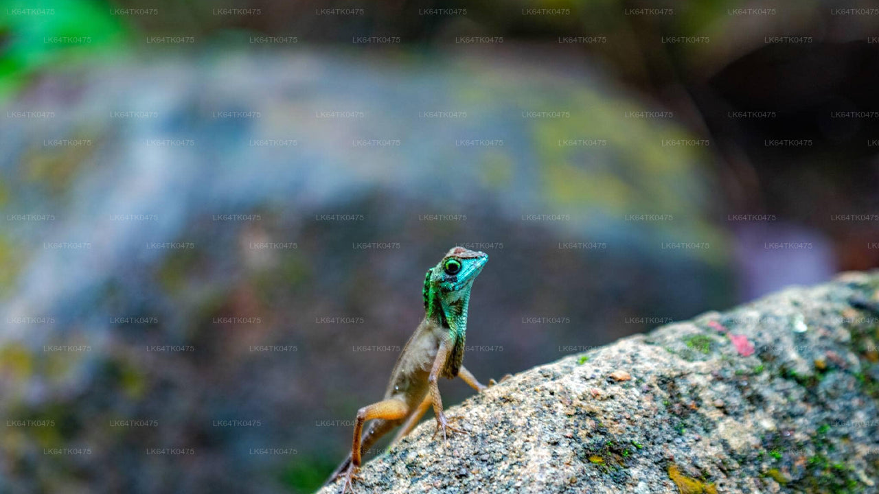 Наблюдение за птицами в тропическом лесу Синхараджа