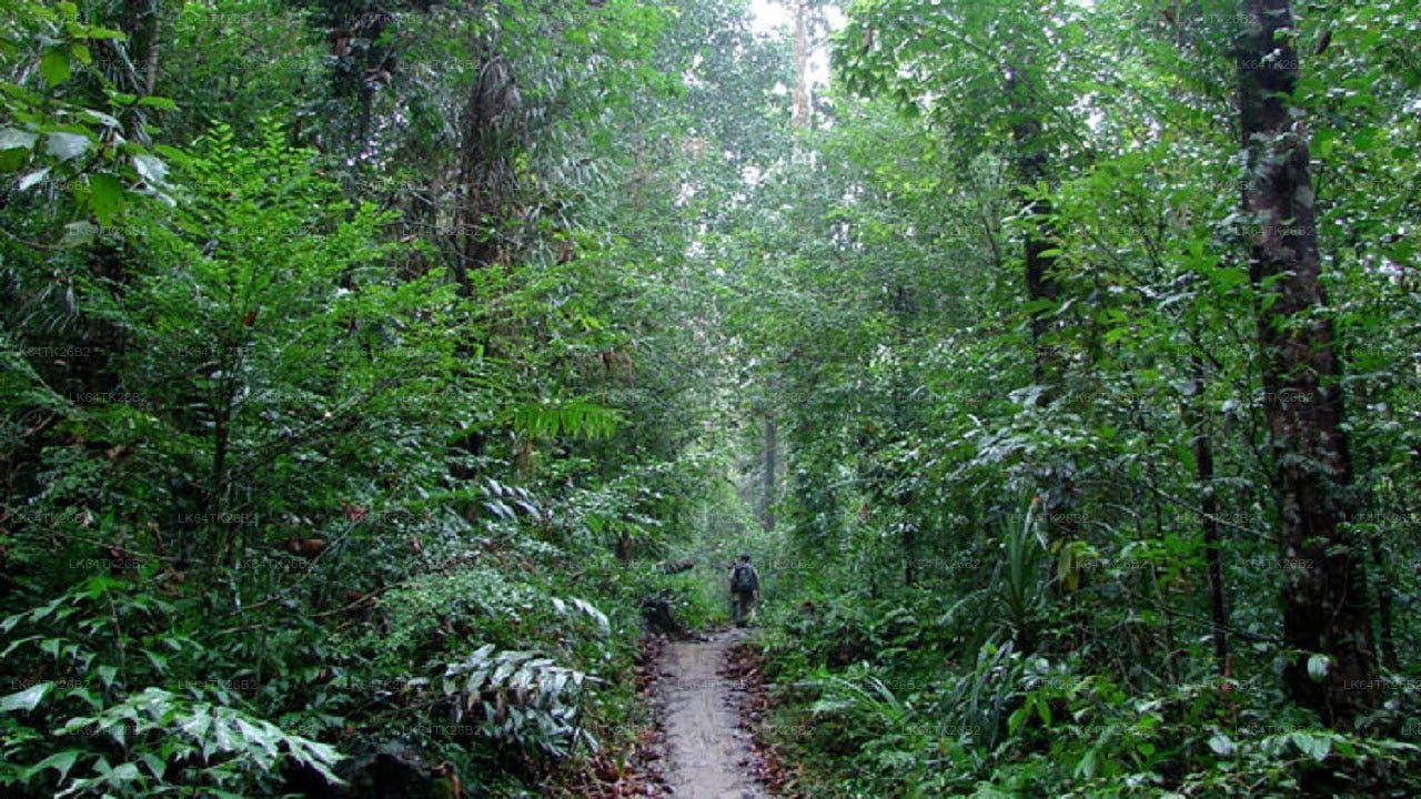 Поход к Львиной скале из тропического леса Синхараджа.