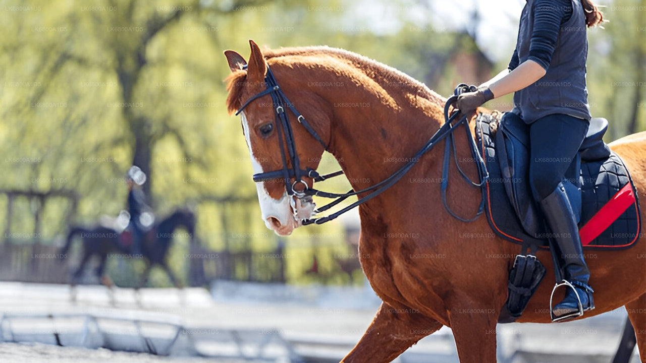 Horse Riding From Dambulla