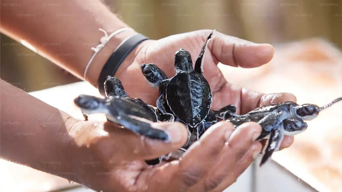 A person holding several small turtles at the Kosgoda Turtle Hatchery.