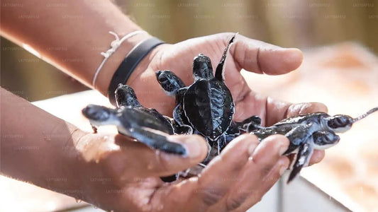 A person holding several small turtles at the Kosgoda Turtle Hatchery.