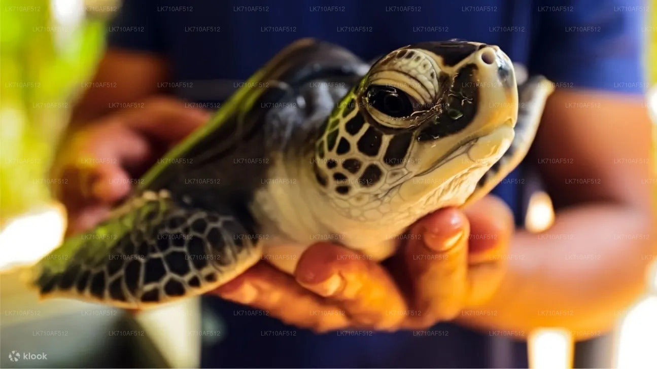 A person holding a small green turtle with a blurred background.