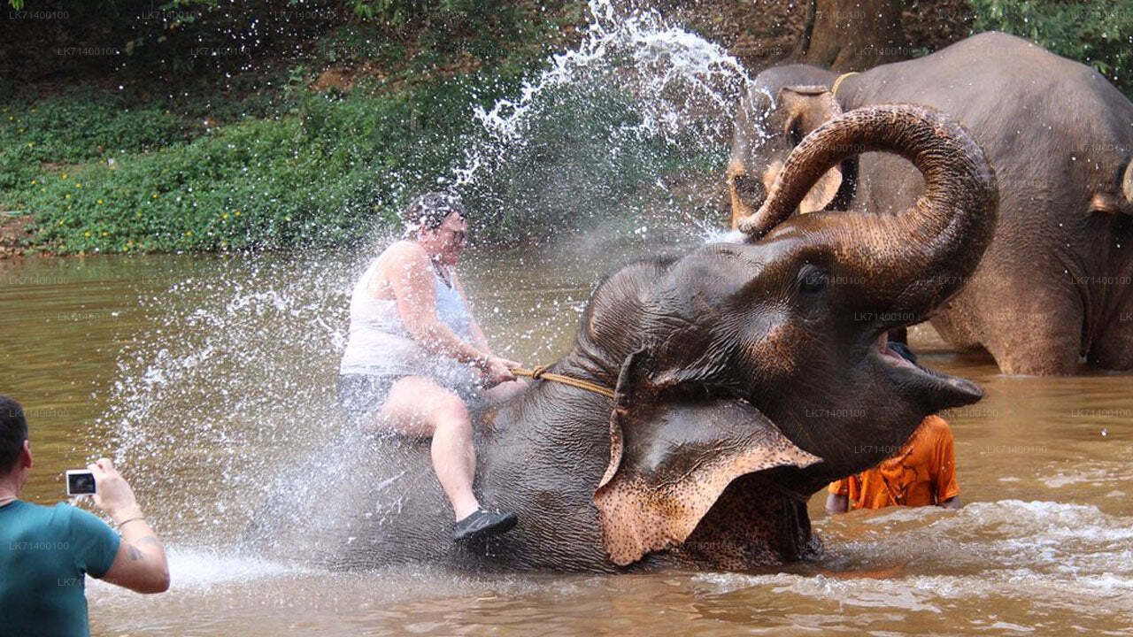 Входные билеты в Фонд слонов тысячелетия