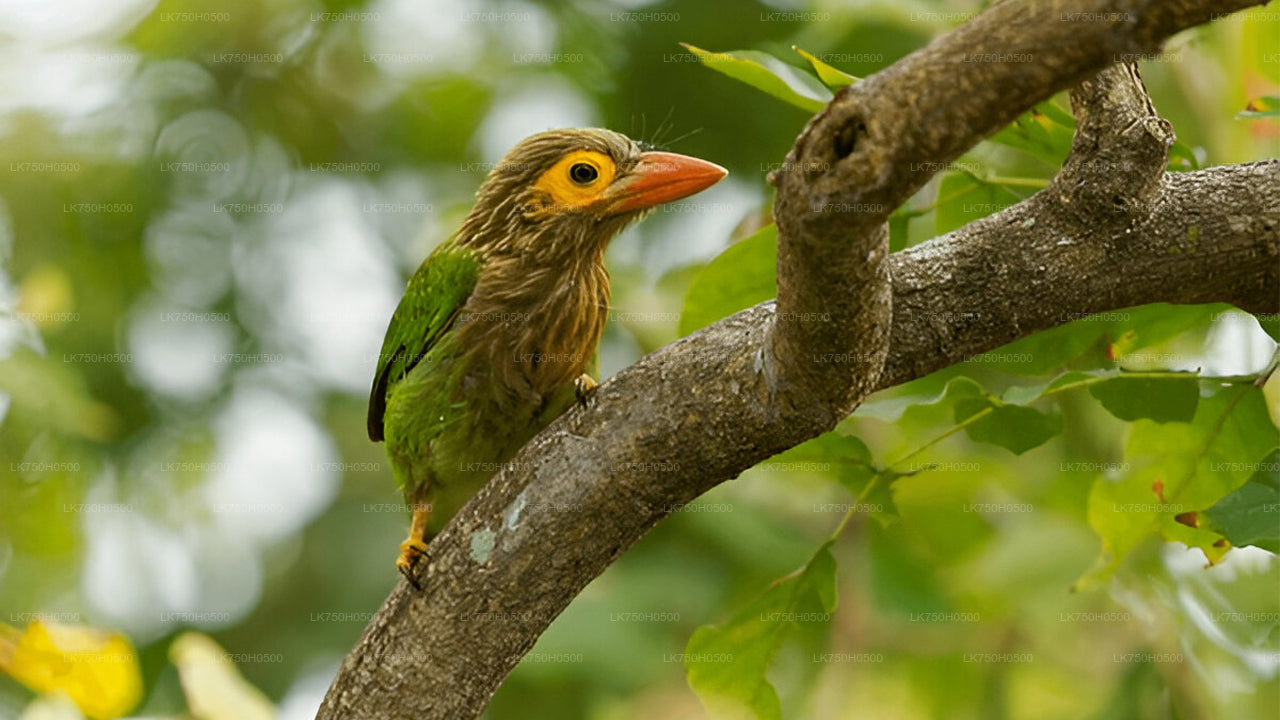 Birdwatching Safari in Udawalawe National Park from Colombo