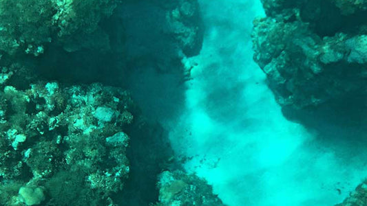 Прогулка на лодке со стеклянным дном из Хиккадувы