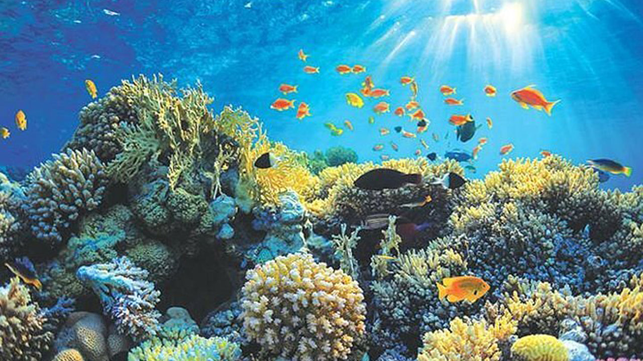 Прогулка на лодке со стеклянным дном из Хиккадувы