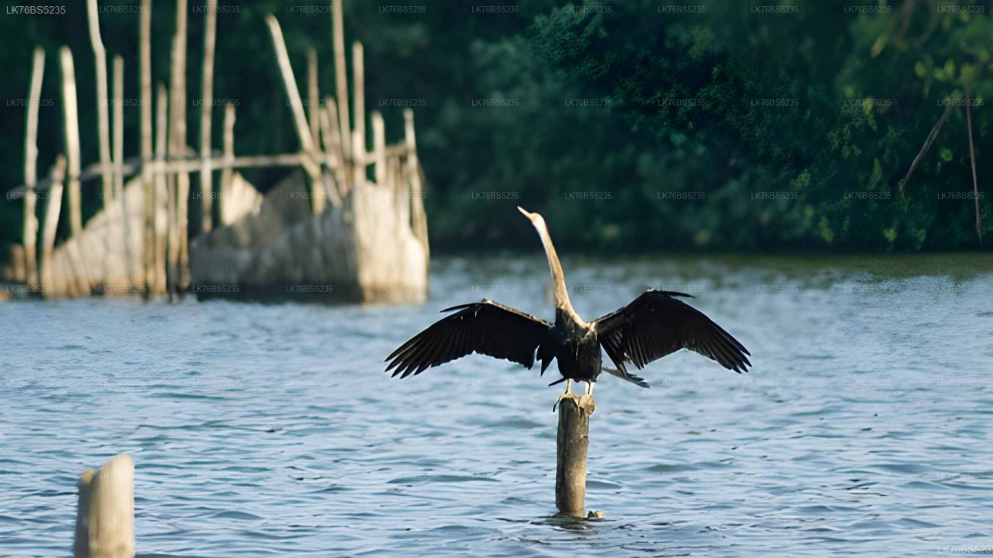 Lagoon Boat Tour from Mawella
