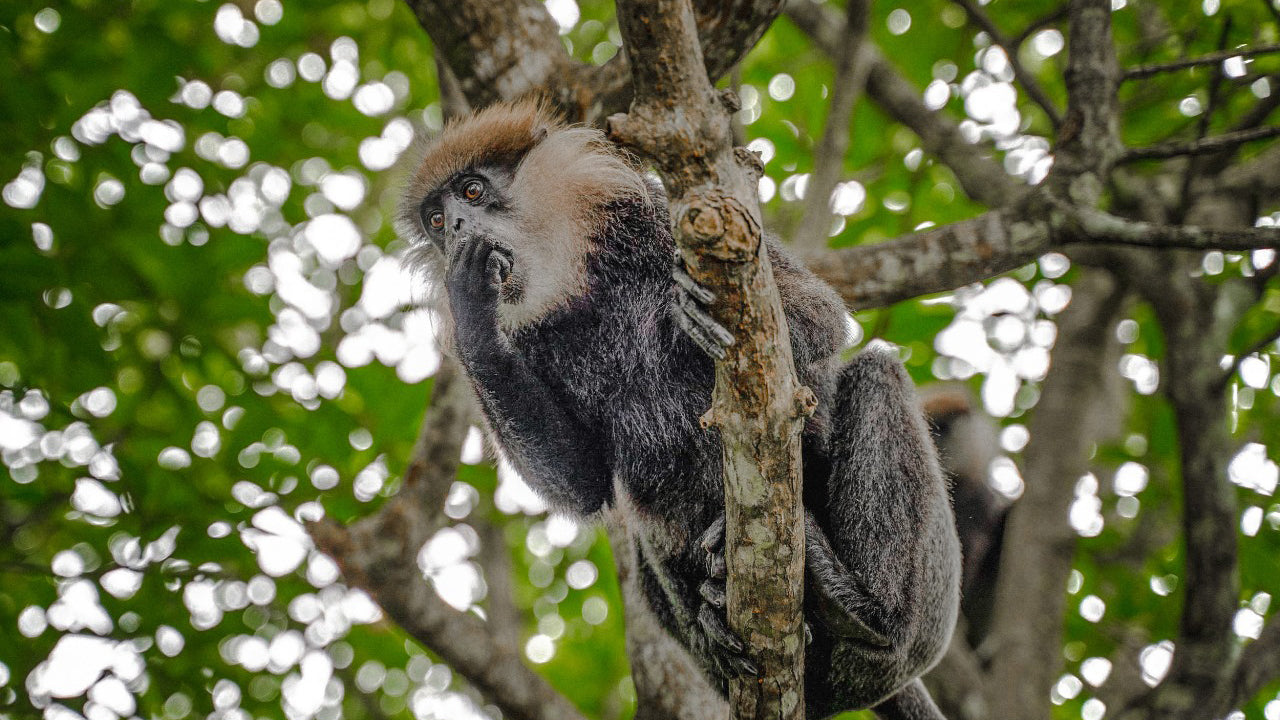 Koggala Lake Boat Safari