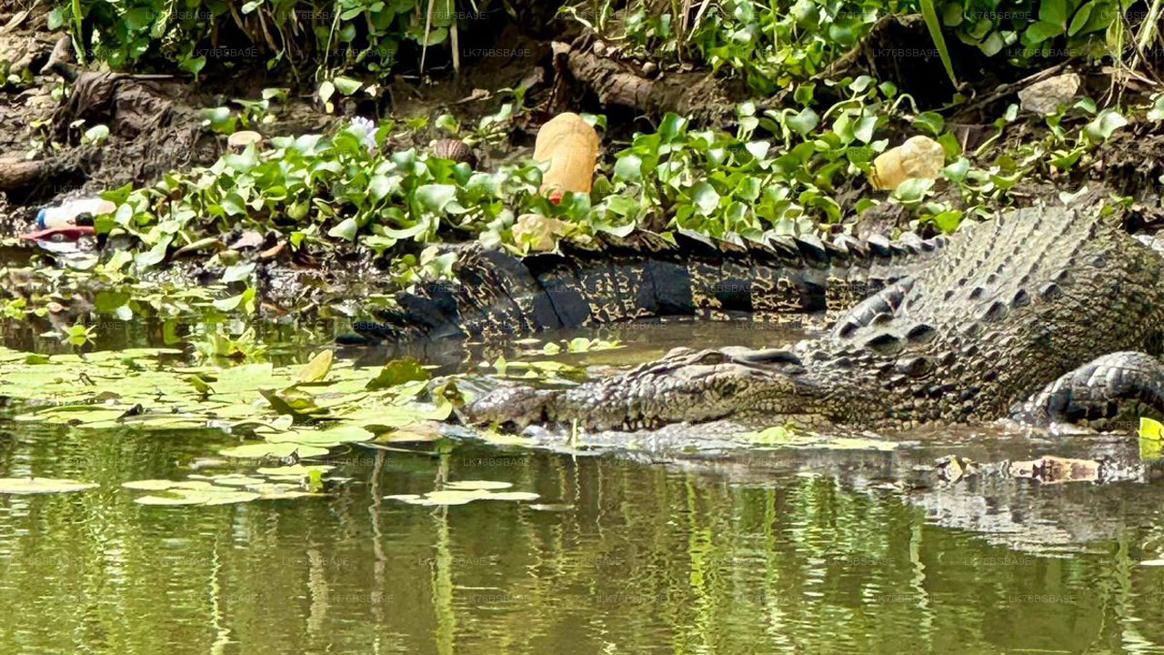 Crocodile Watching Safari on Nilwala