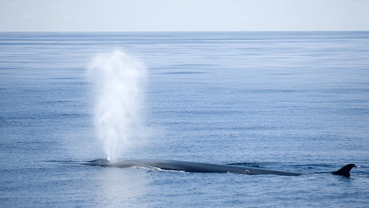 7-часовой частный круиз для наблюдения за китами из Мириссы.