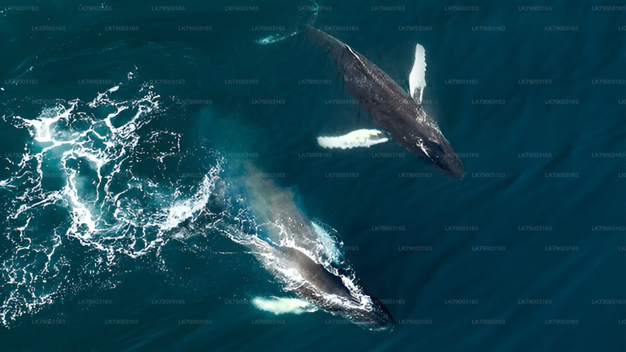 7-часовой частный круиз для наблюдения за китами из Мириссы.