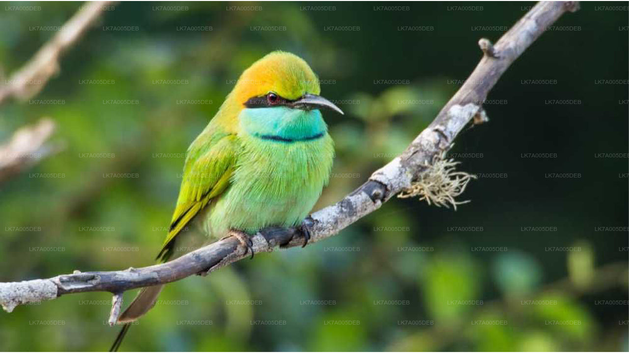 Lahugala Kitulana National Park Entrance Ticket