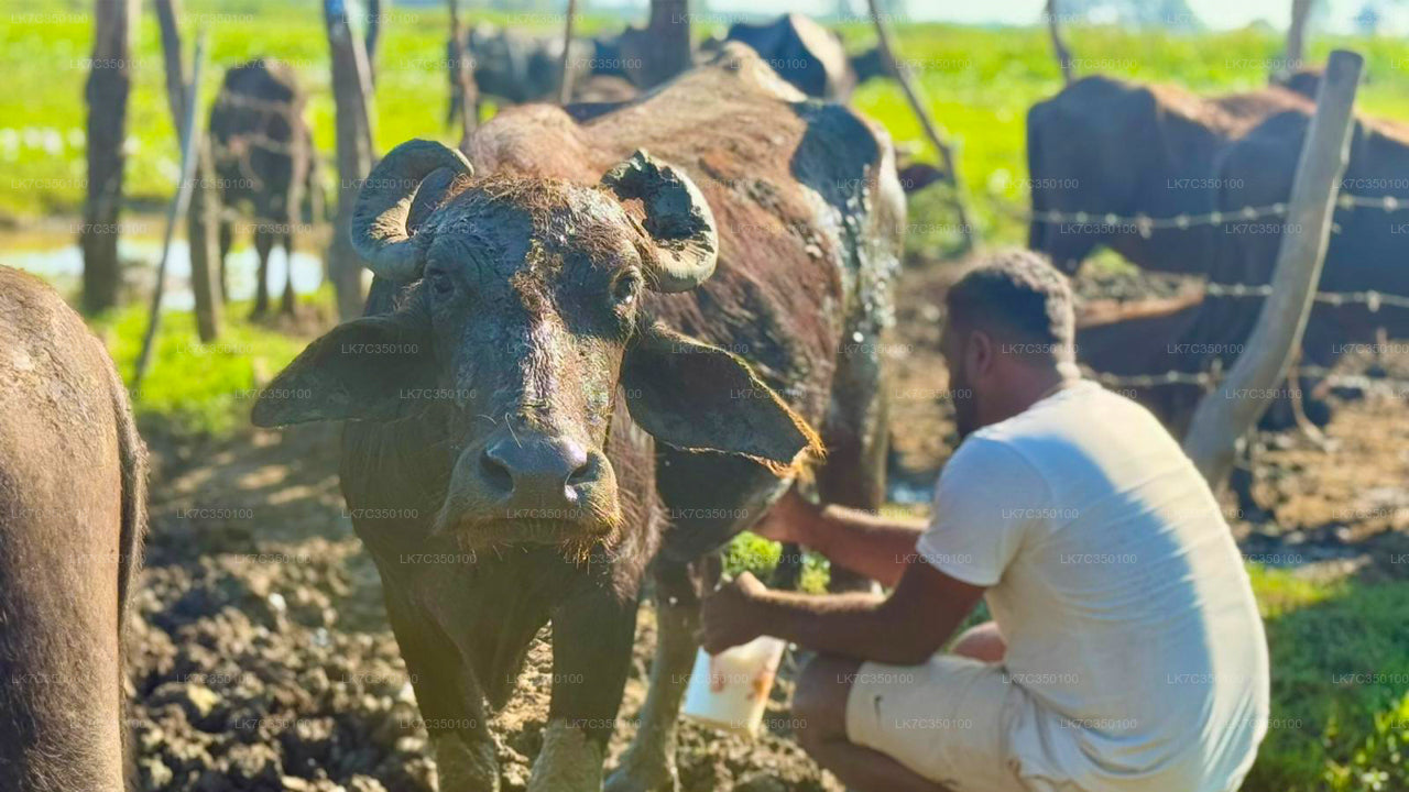 Опыт переработки творога в Тиссамахараме