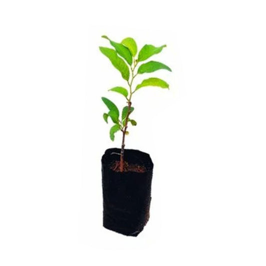 Lakpura® Bangkok Custard Apple (Seeni Anodha) Plant