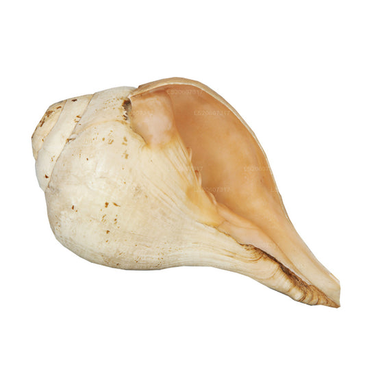 Лакпура, Шри-Ланка, Хакгедия