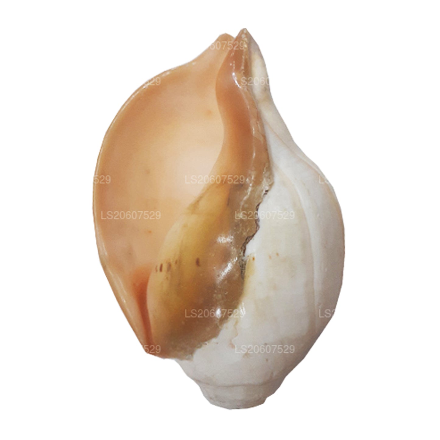 Лакпура, Шри-Ланка, Хакгедия