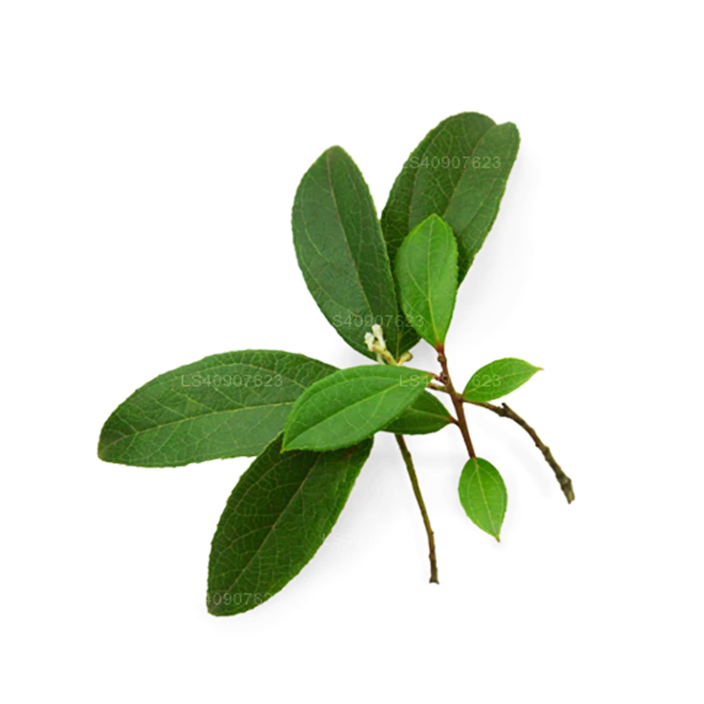 Эфирное масло грушанки Лакпура (15 мл)