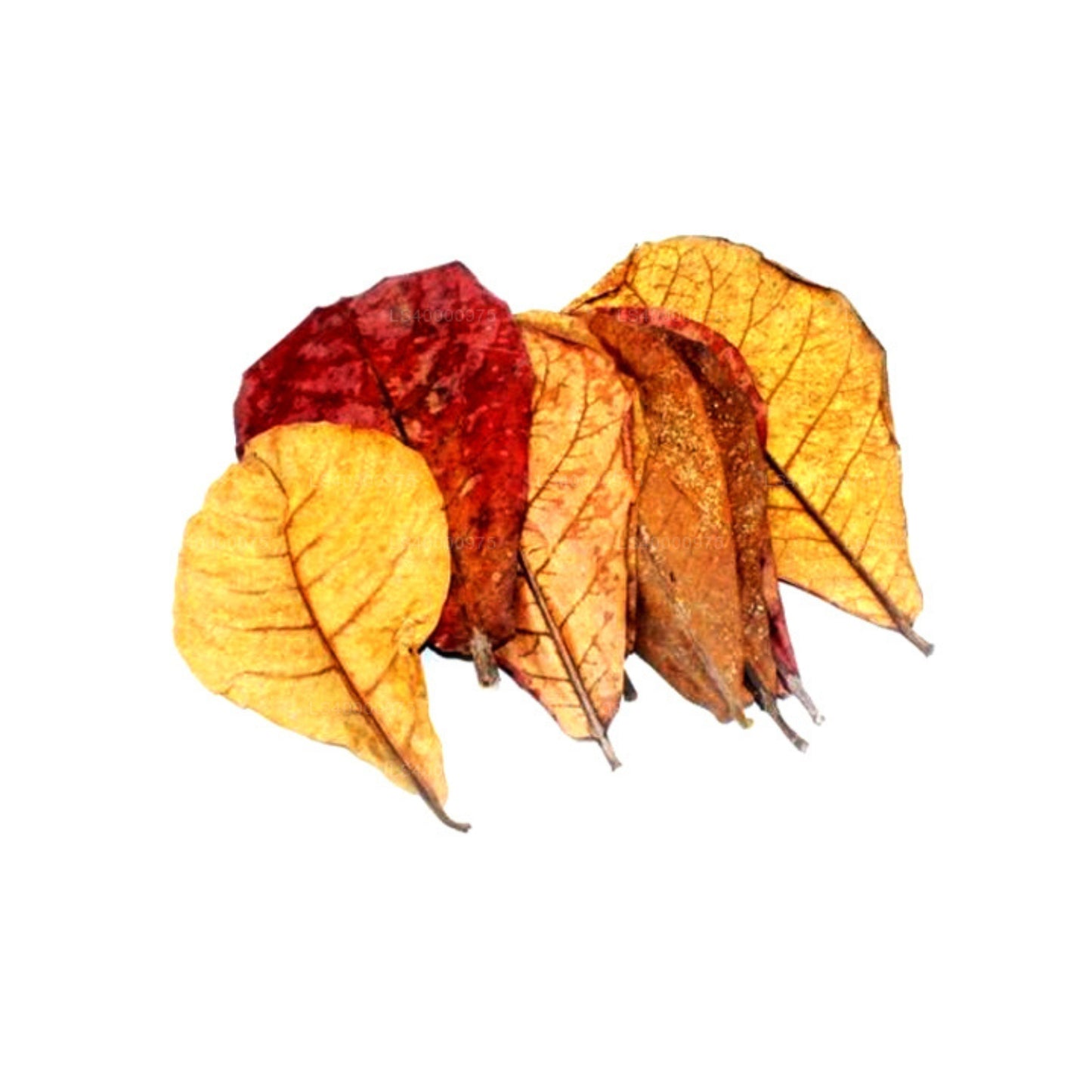 Лакпура обезвоженная (коттан, коттамба, индийский миндаль) 100 листьев Terminalia catappa (100 г)