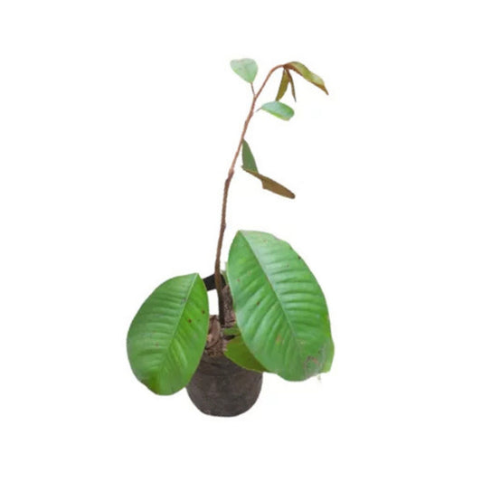 Lakpura® Bakmee Plant