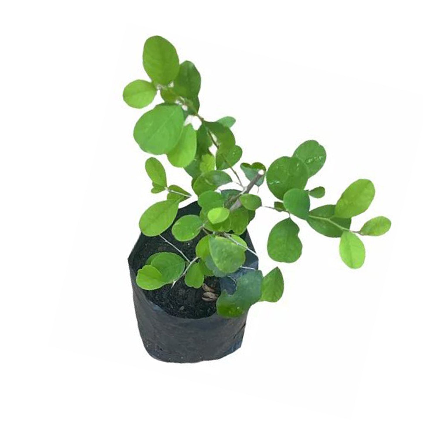 Катупила () Лекарственные растения