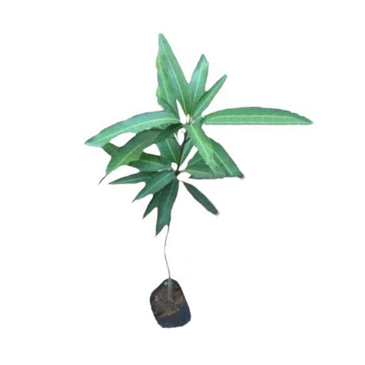 Lakpura Rumani Mango Grafted Plant