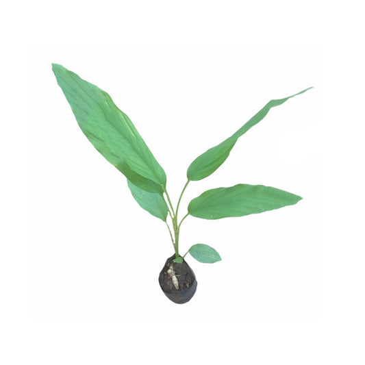 Lakpura® Turmeric Plant